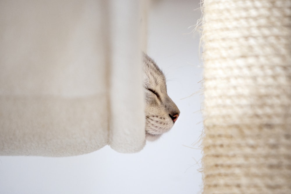 a cat that is laying down with its eyes closed