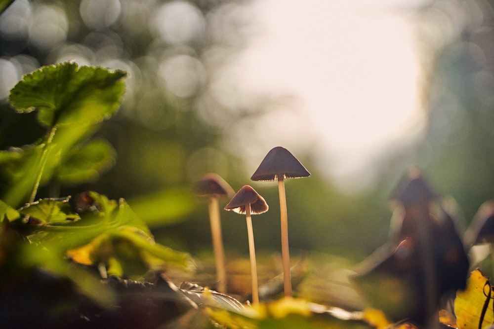 photo of brown mushroom