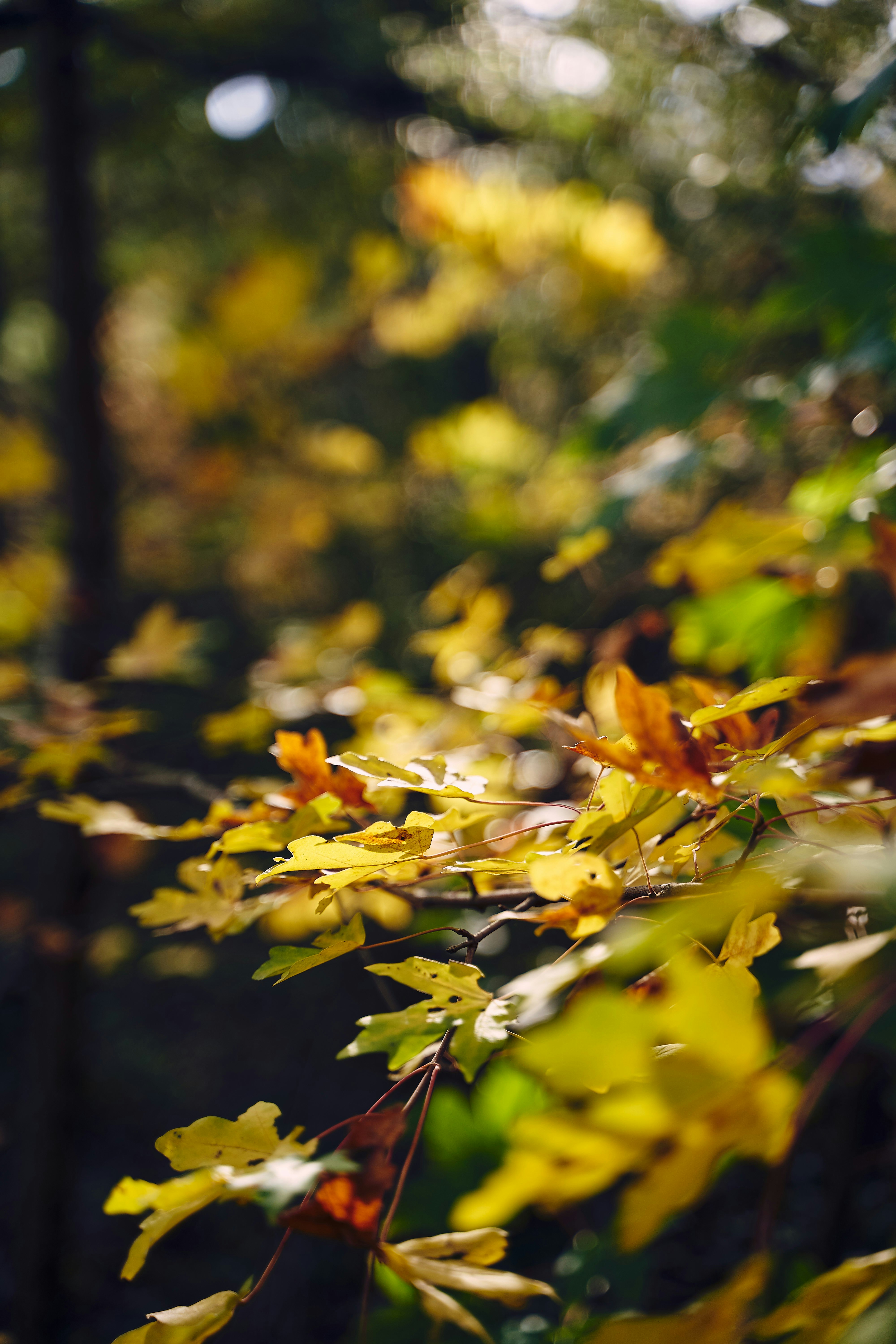 photo of green plant