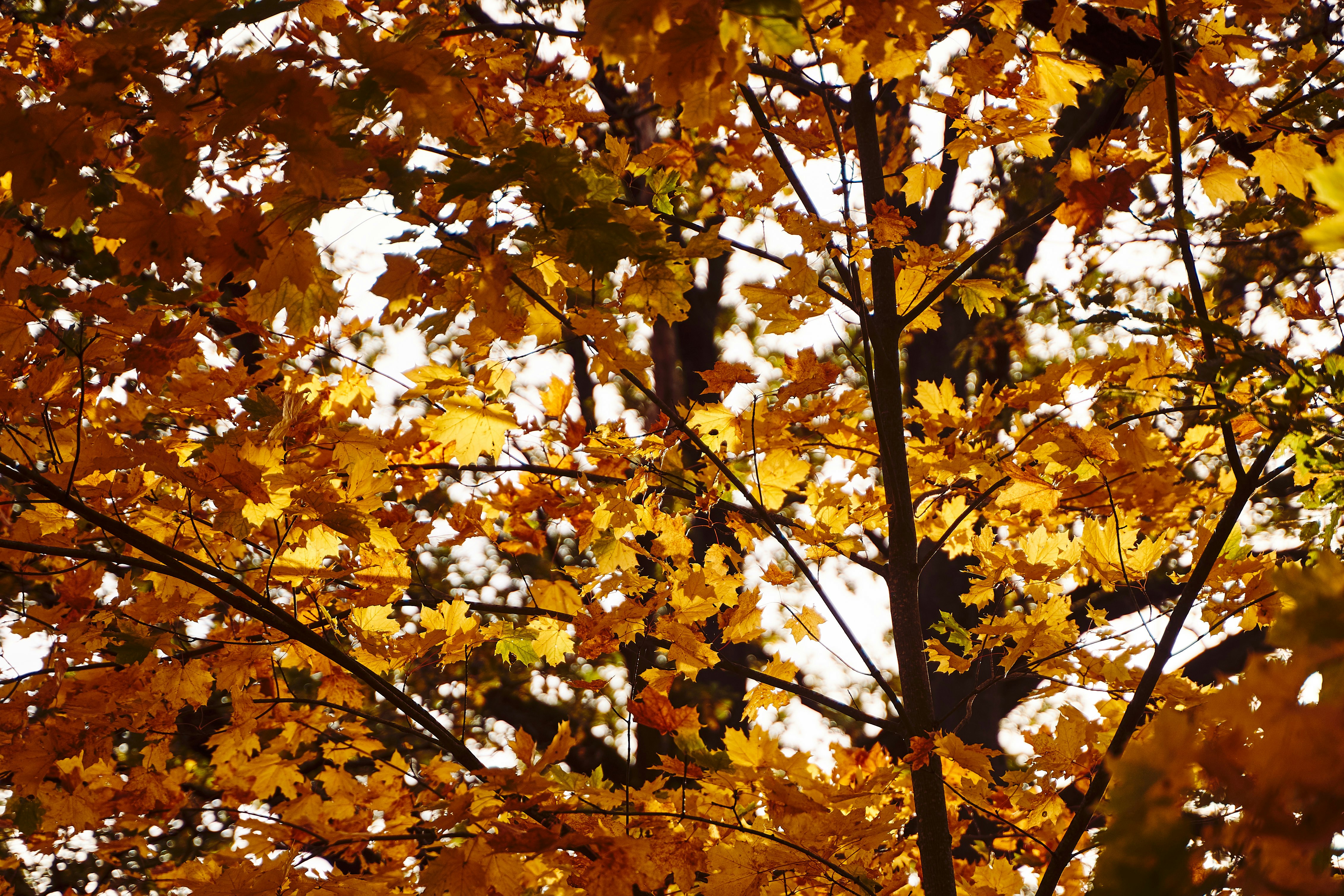 yellow leaf trees