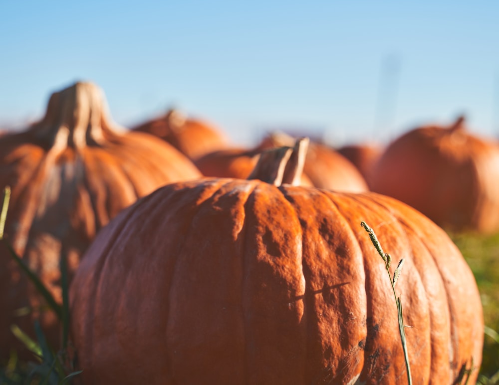 orange pumpkins