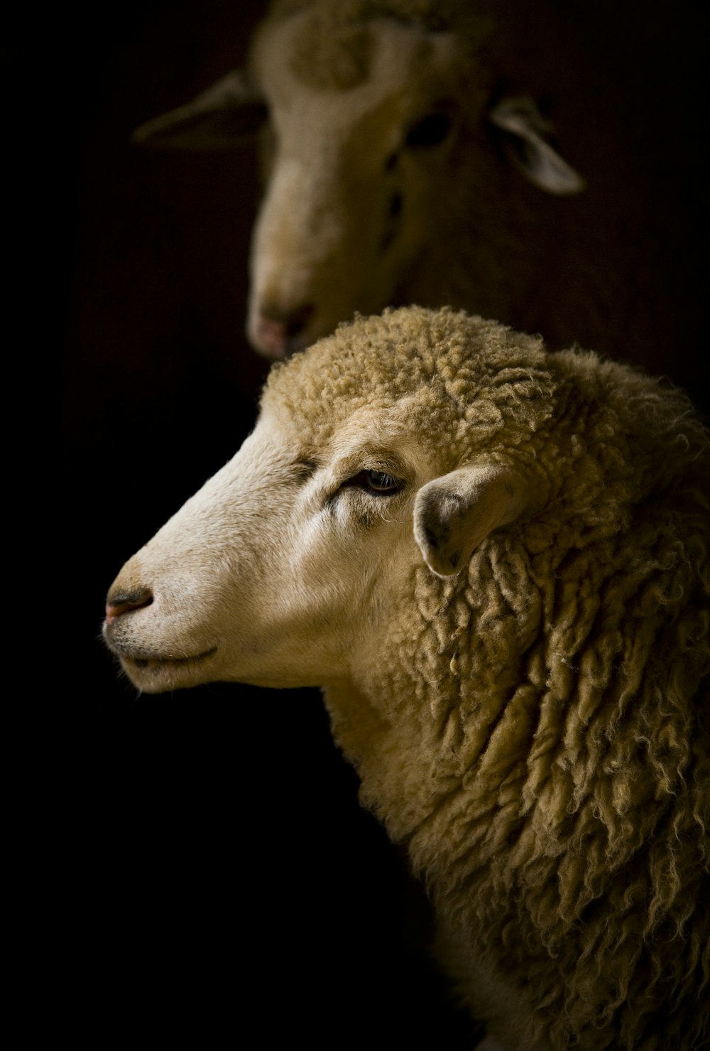 Weiße Schafe Makrofotografie