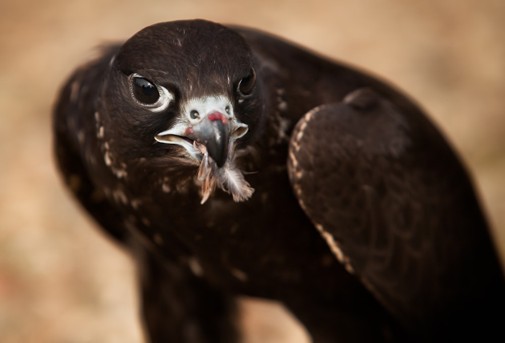 selective focus photography of black bird