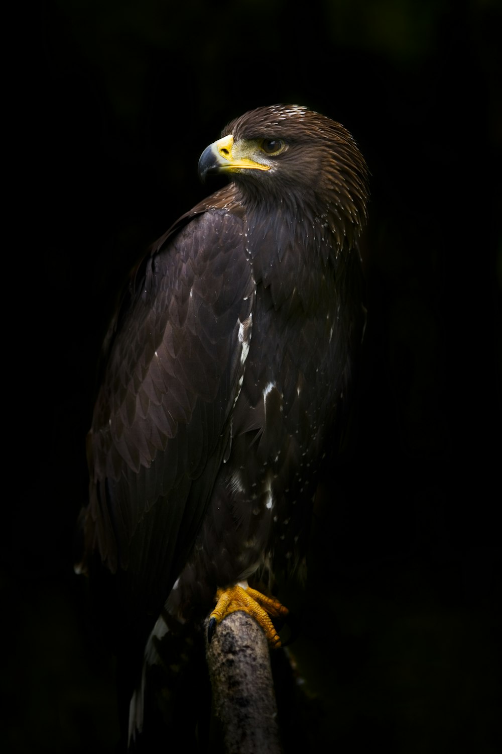 30k+ Black Eagle Pictures  Download Free Images on Unsplash
