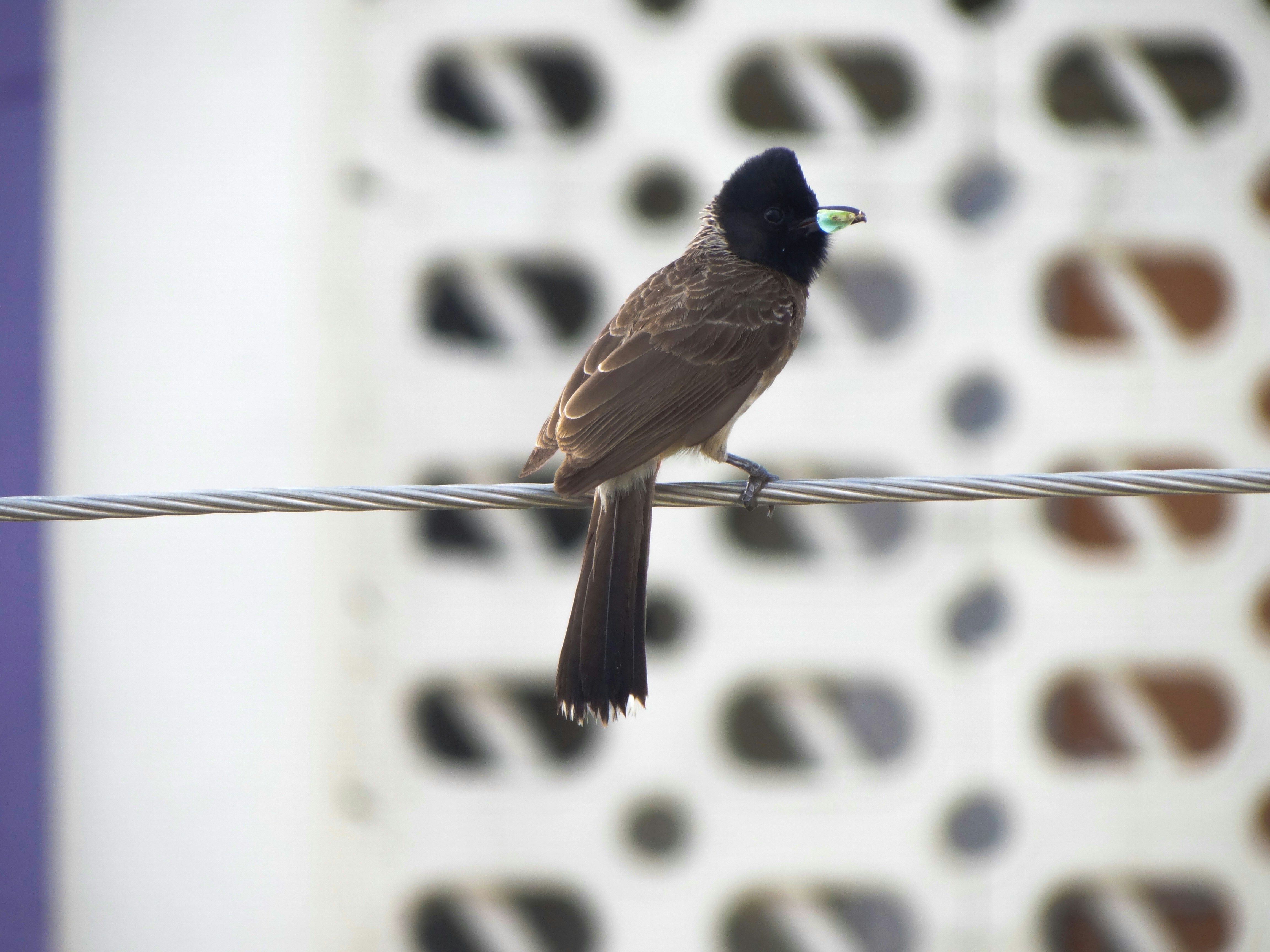 Photo by sushrut7603