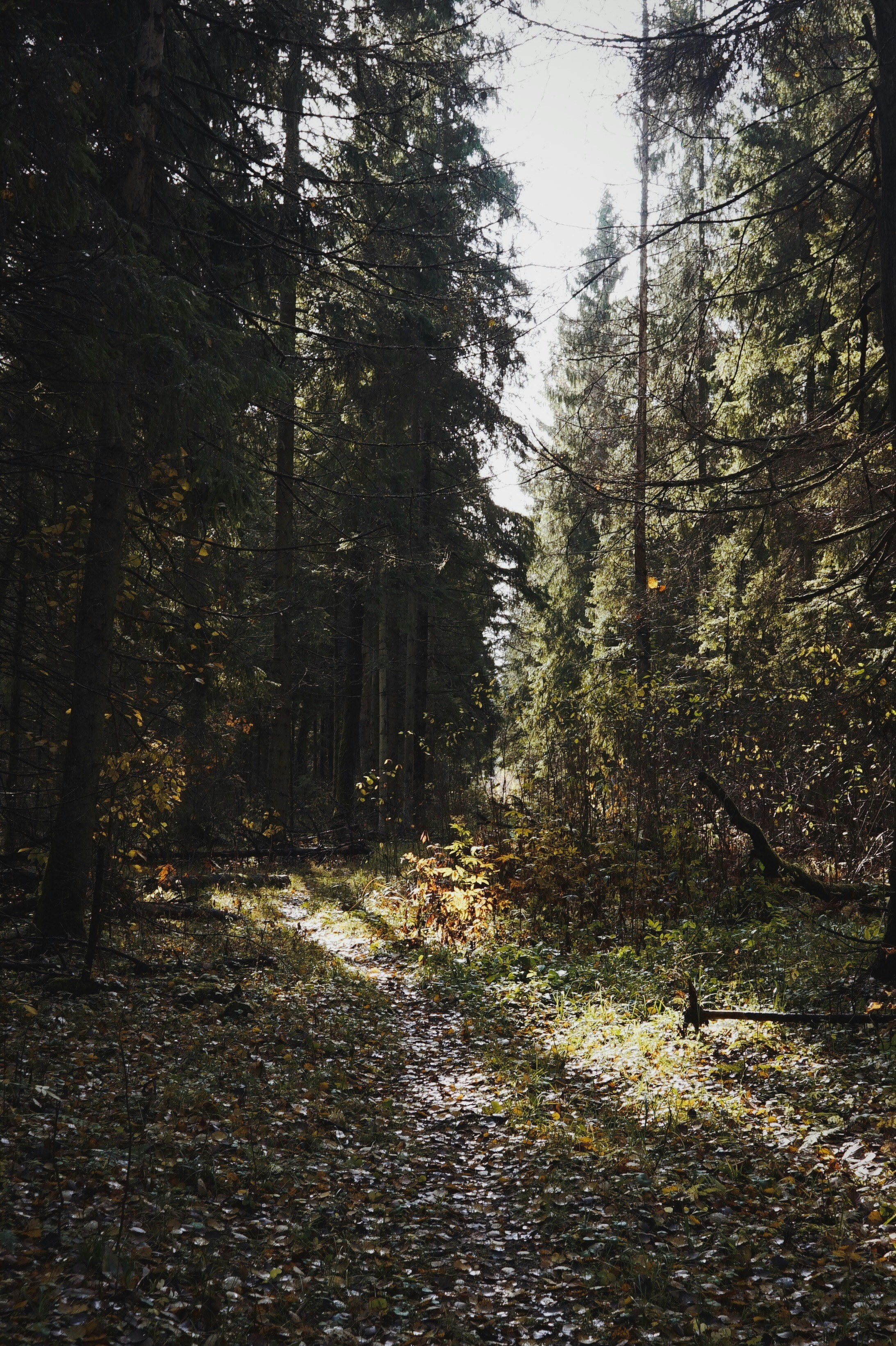 Photo by veragorbunova