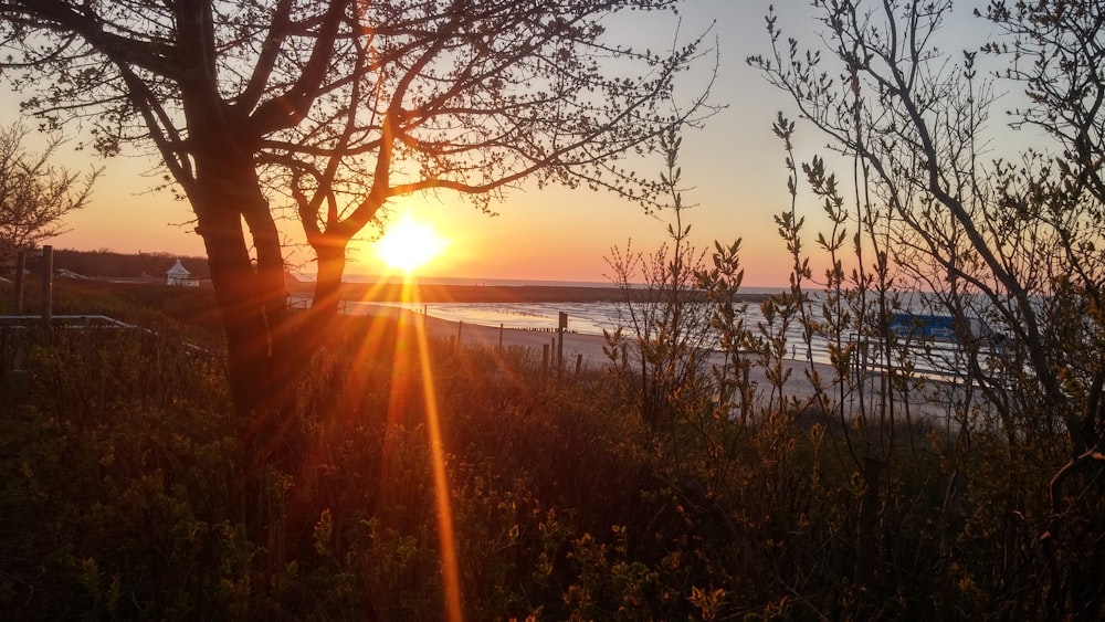 seashore and trees