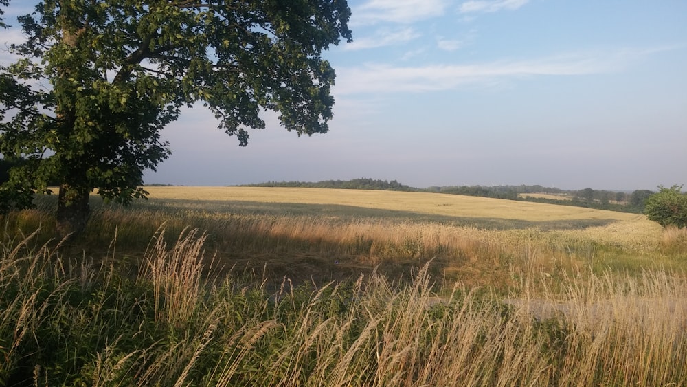 grass field under gray sky