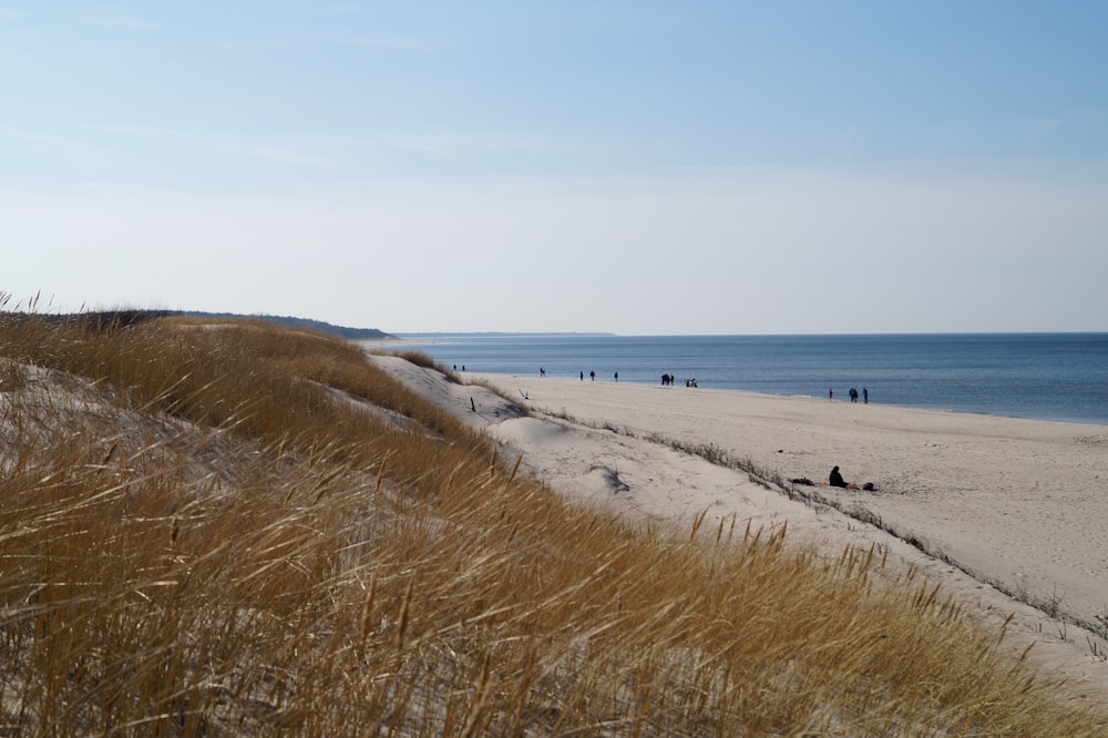 people walking in seashore