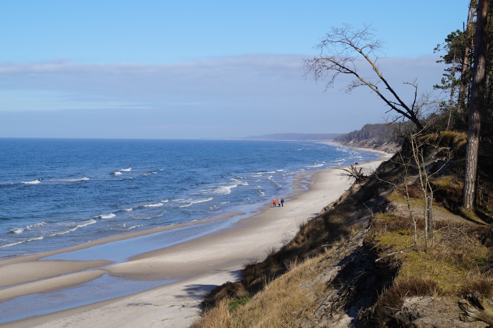 people on seashore during day