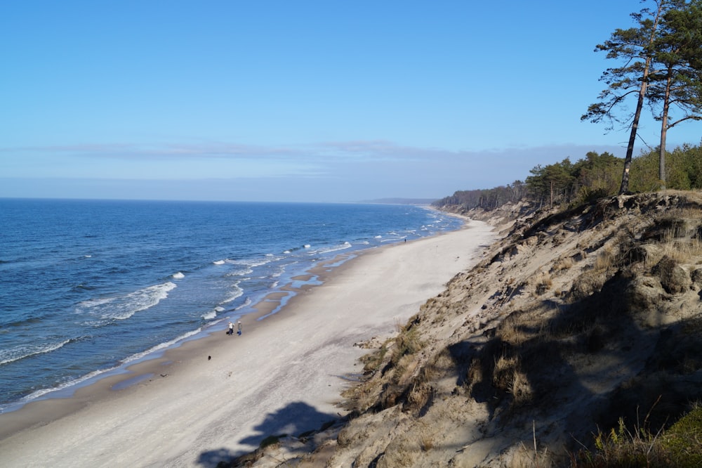 trees near shore