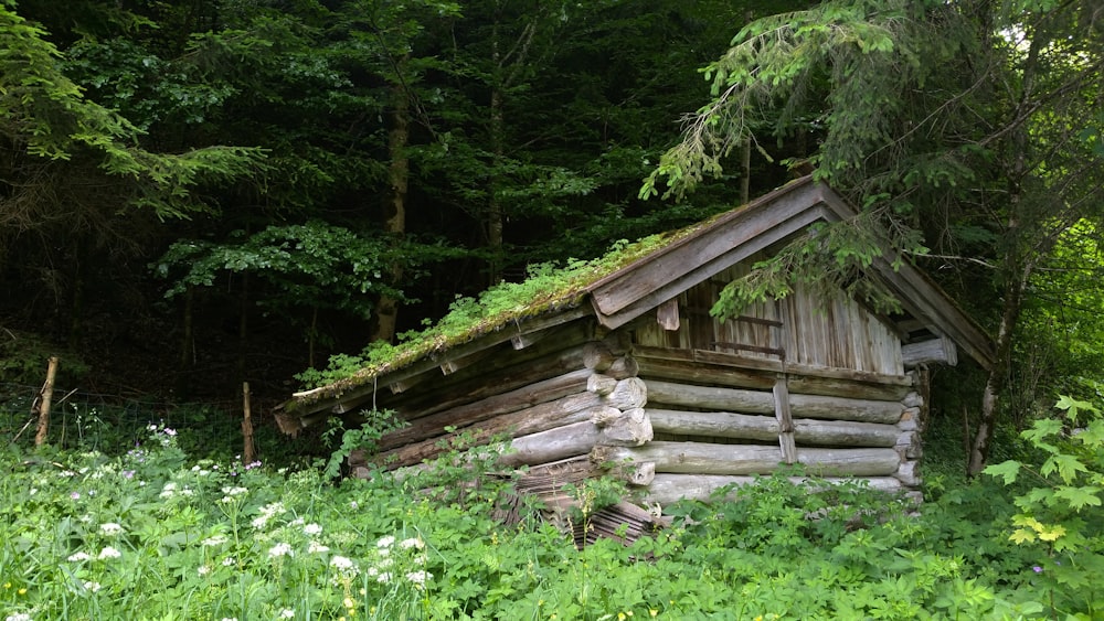 brown wooden house surrounded by trees