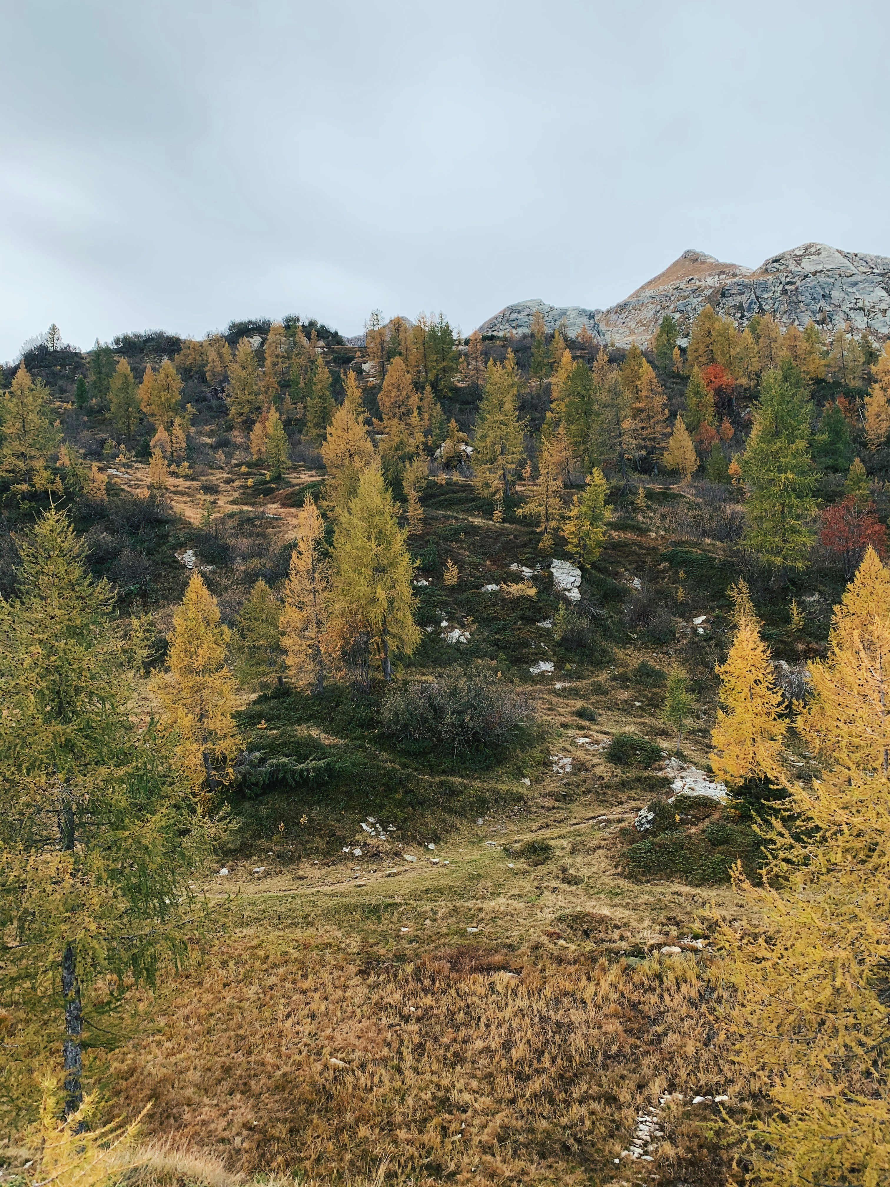 green pine trees under blue sky]