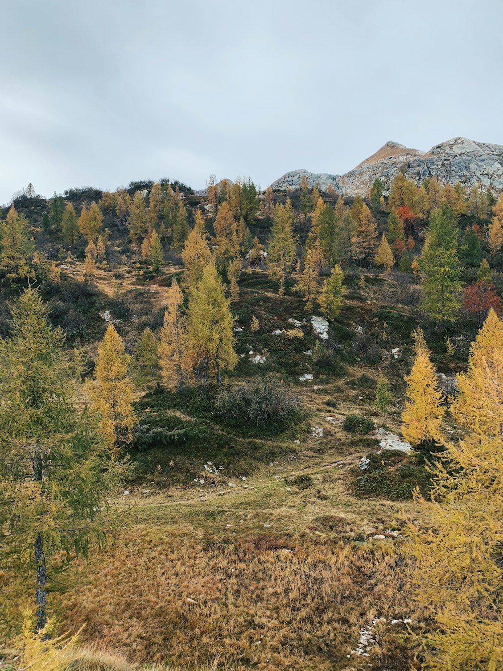 grüne Kiefern unter blauem Himmel]