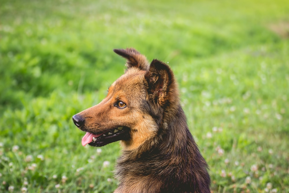 shallow focus photo of long-coated brown and black dog
