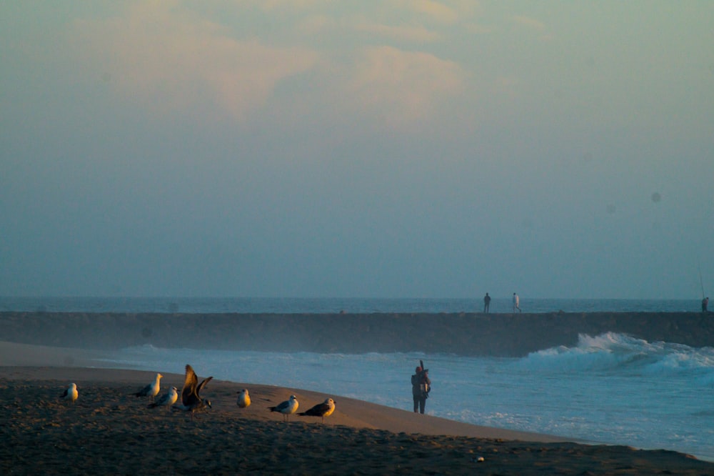 birds on the seashore during daytime