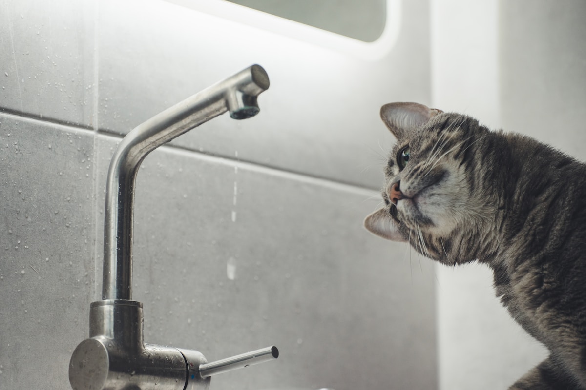 curious cat sink hair