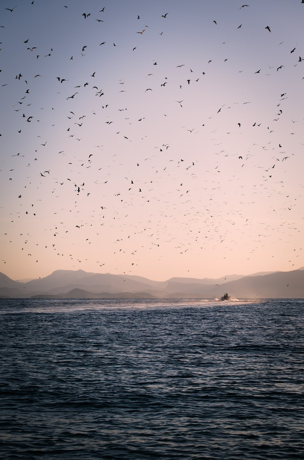 ocean under flying birds