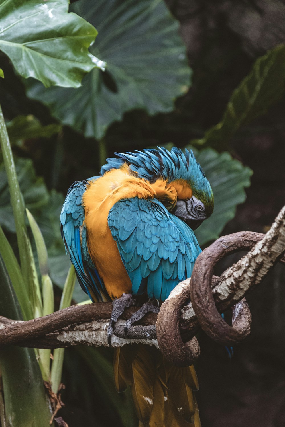 blue and yellow parrot bird