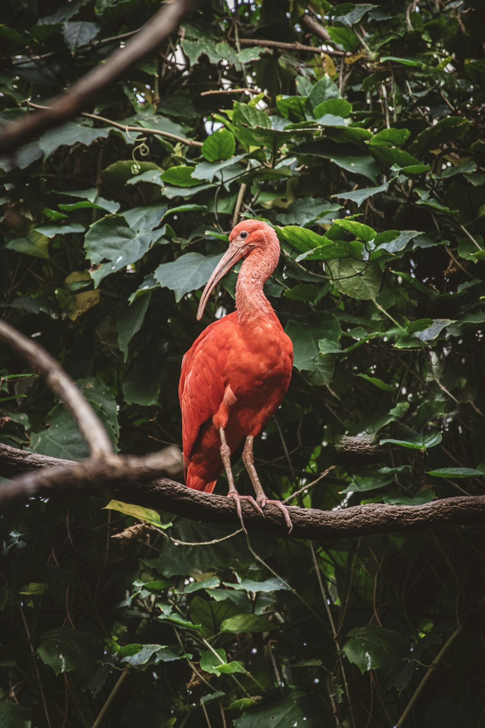 pink flamingoe