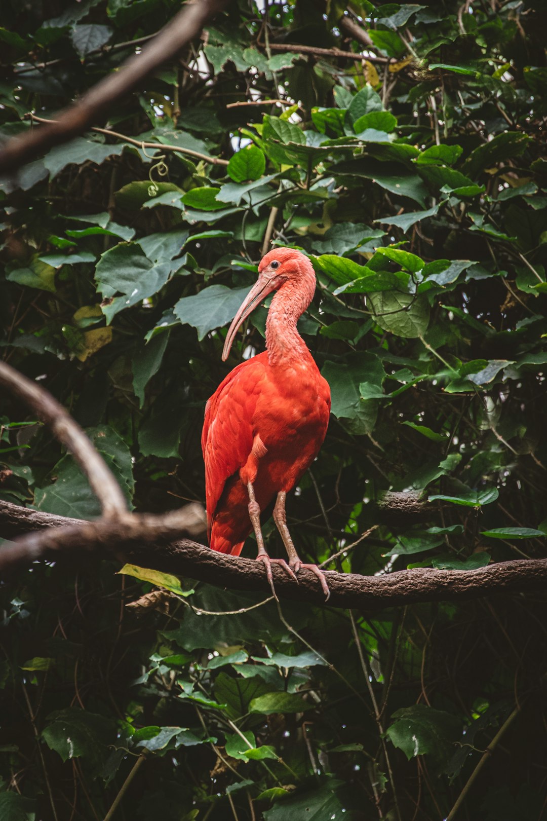 pink flamingoe