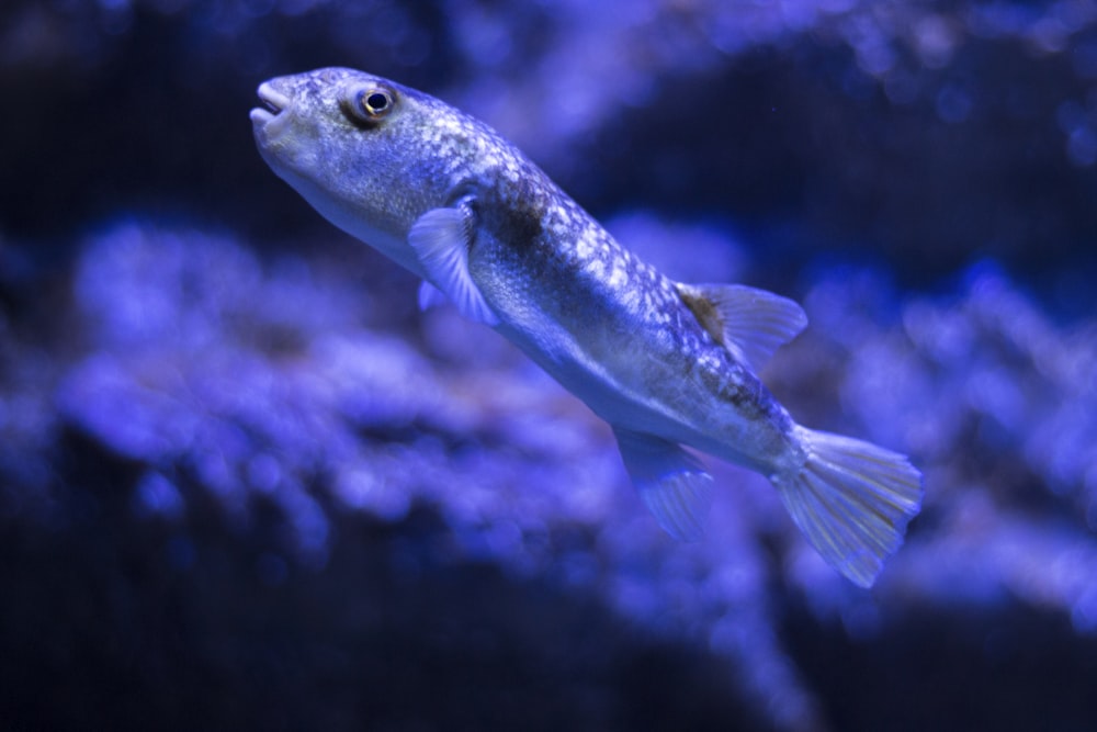 grey fish underwater photography