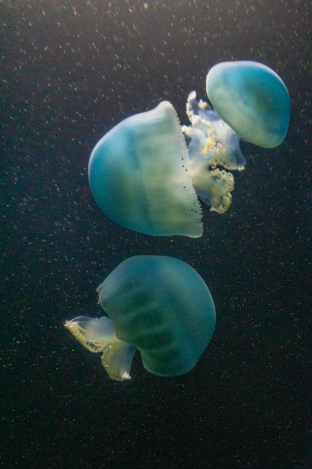 three green jellyfish
