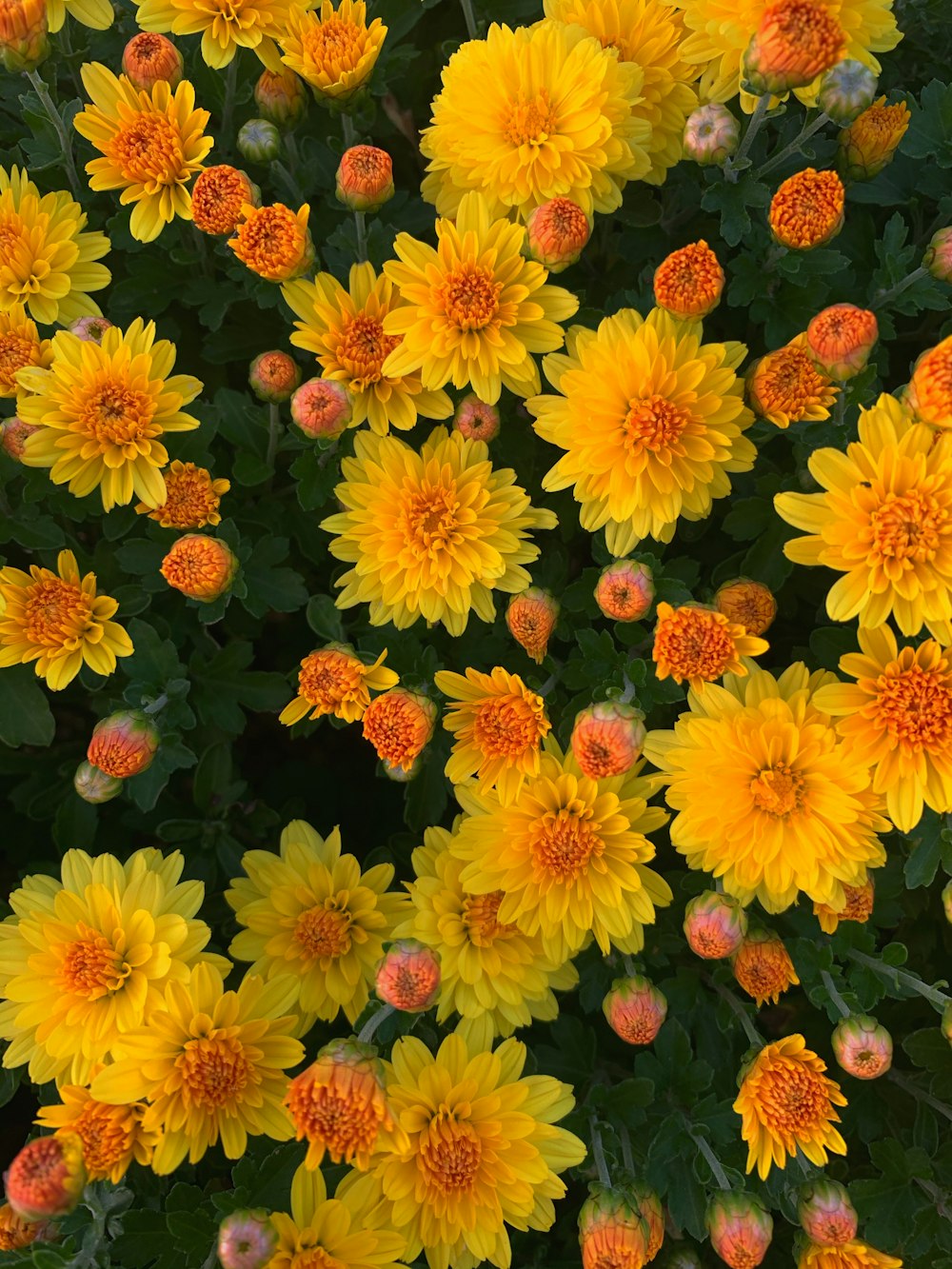 shallow focus photo of yellow flowers