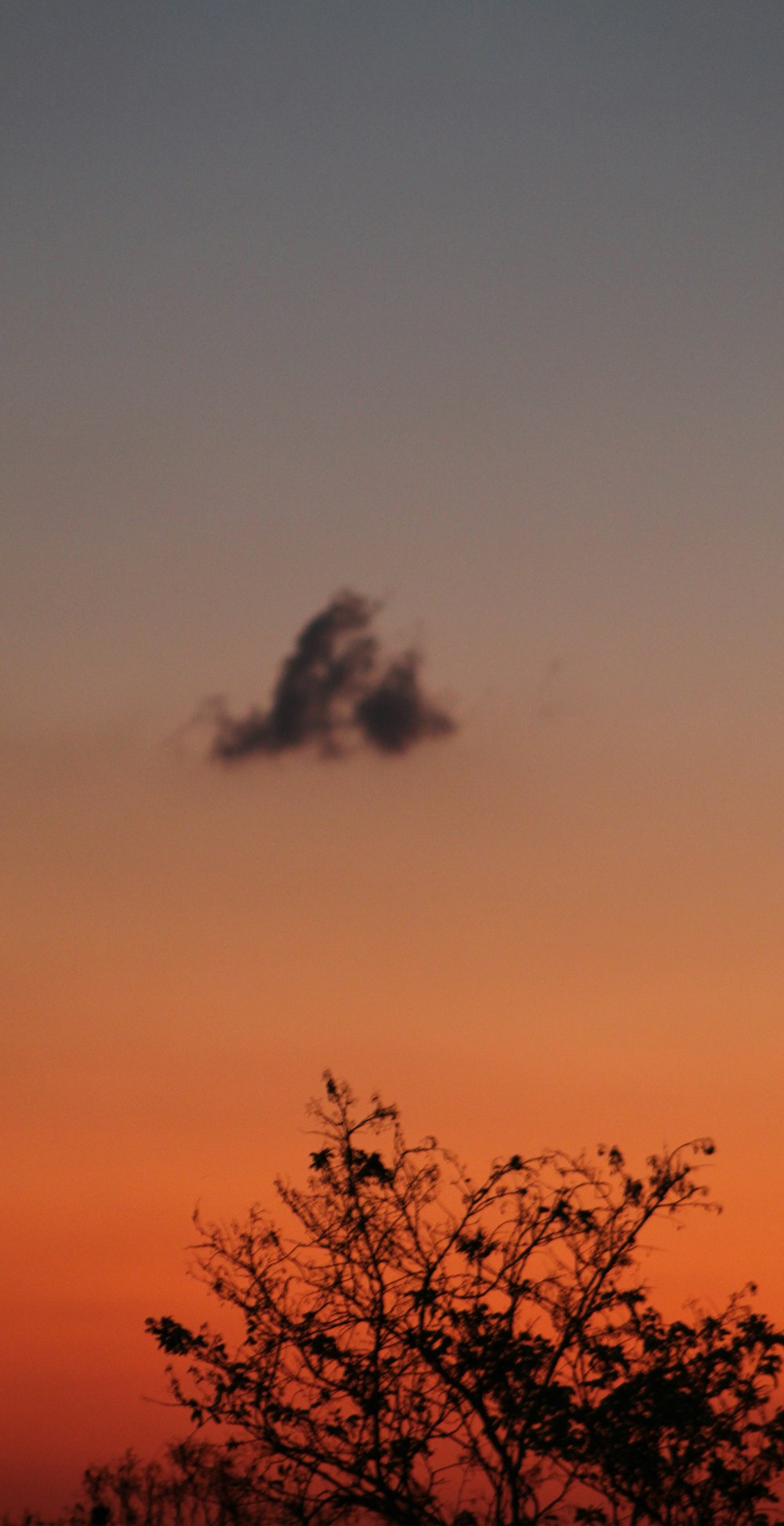 silhouette photography of a tree during golden hour