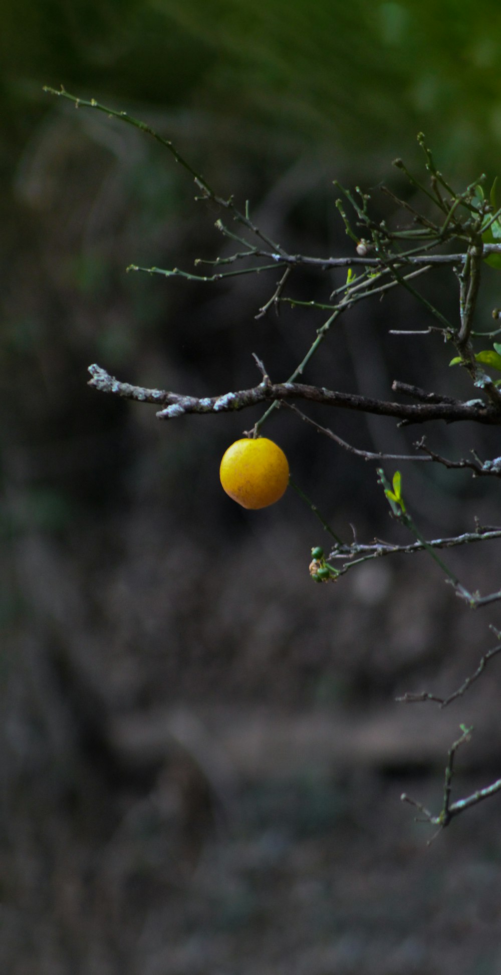 selective focus photography of round yellow fruit hanging from a tree