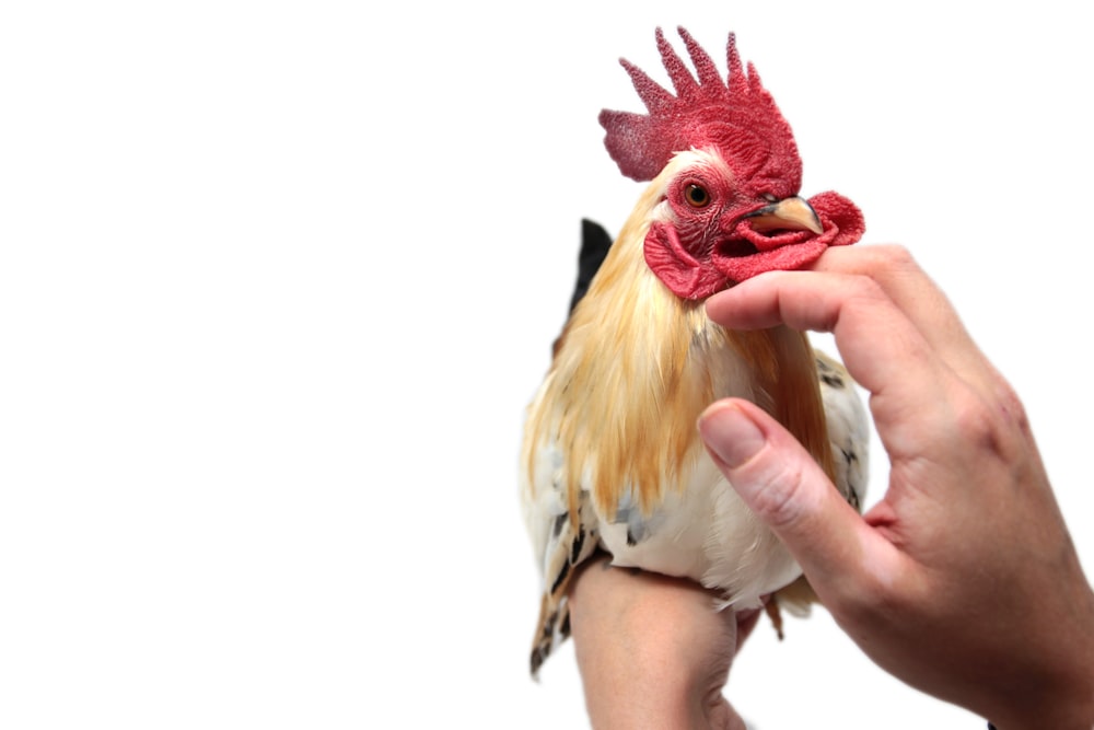 person touching white and beige rooster