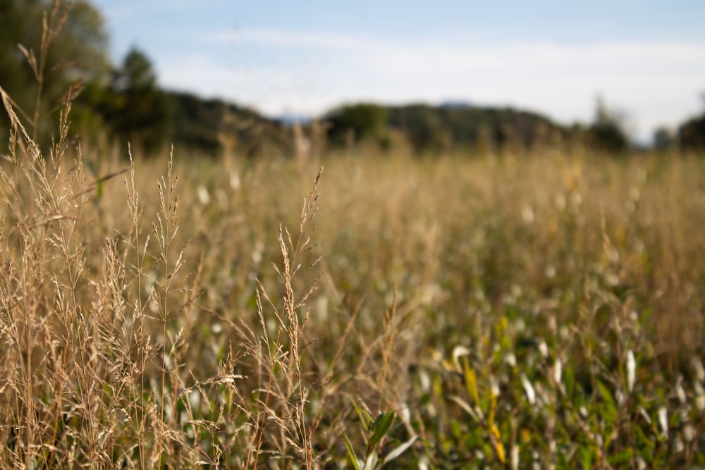 green grass during daytiem