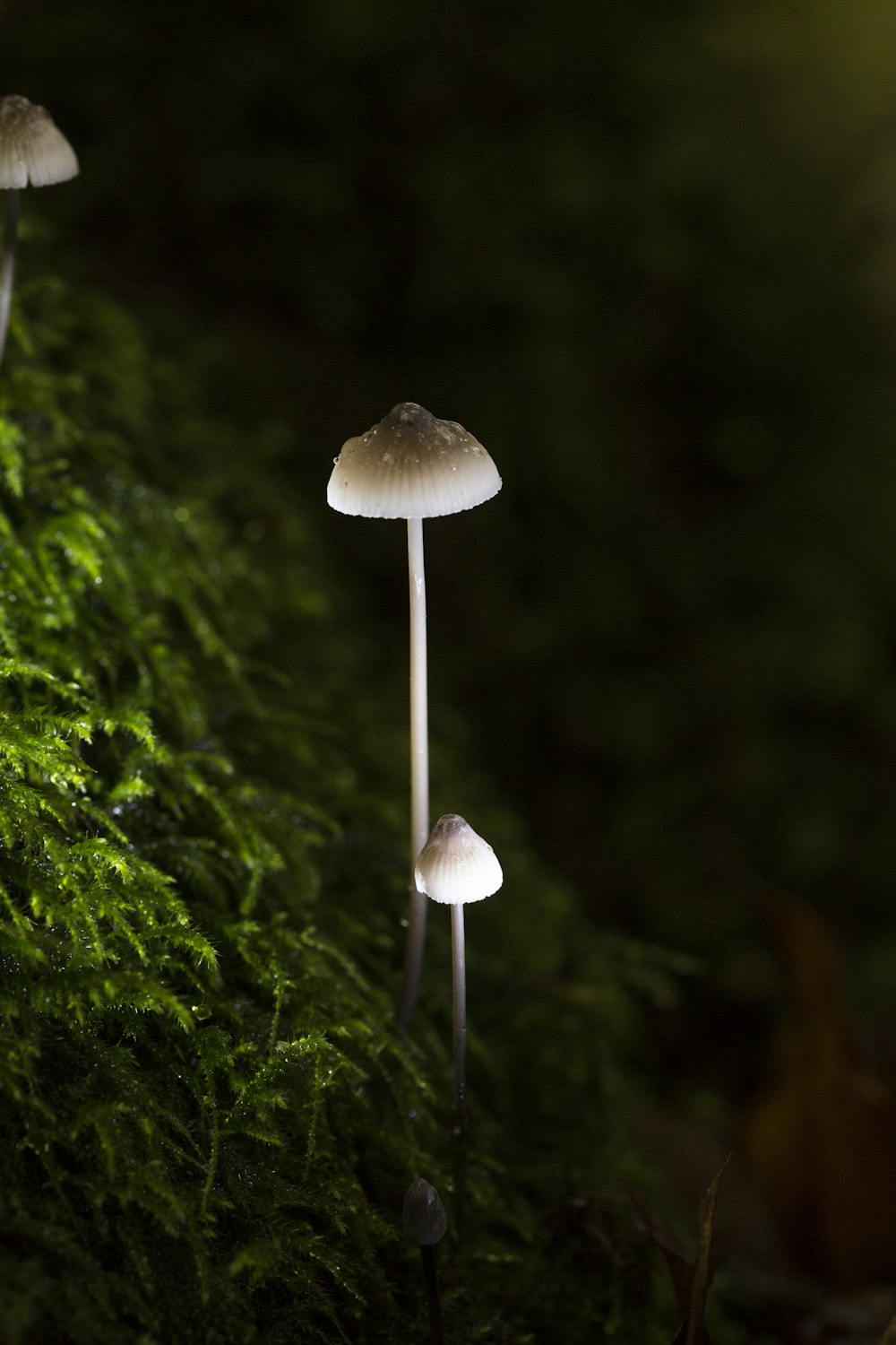 white mushrooms macro photography