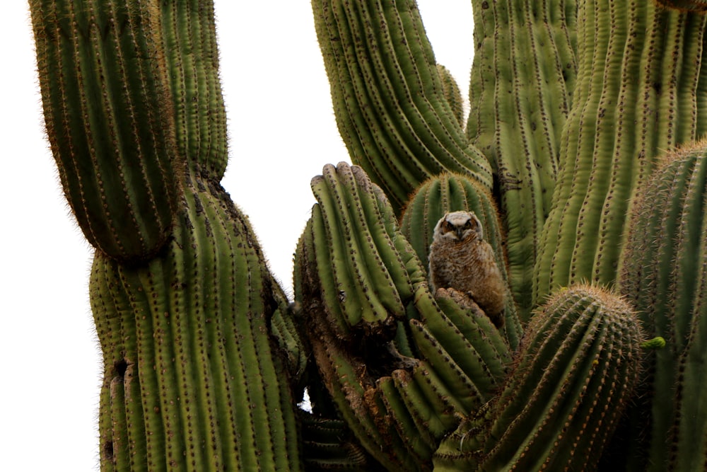 green cactus