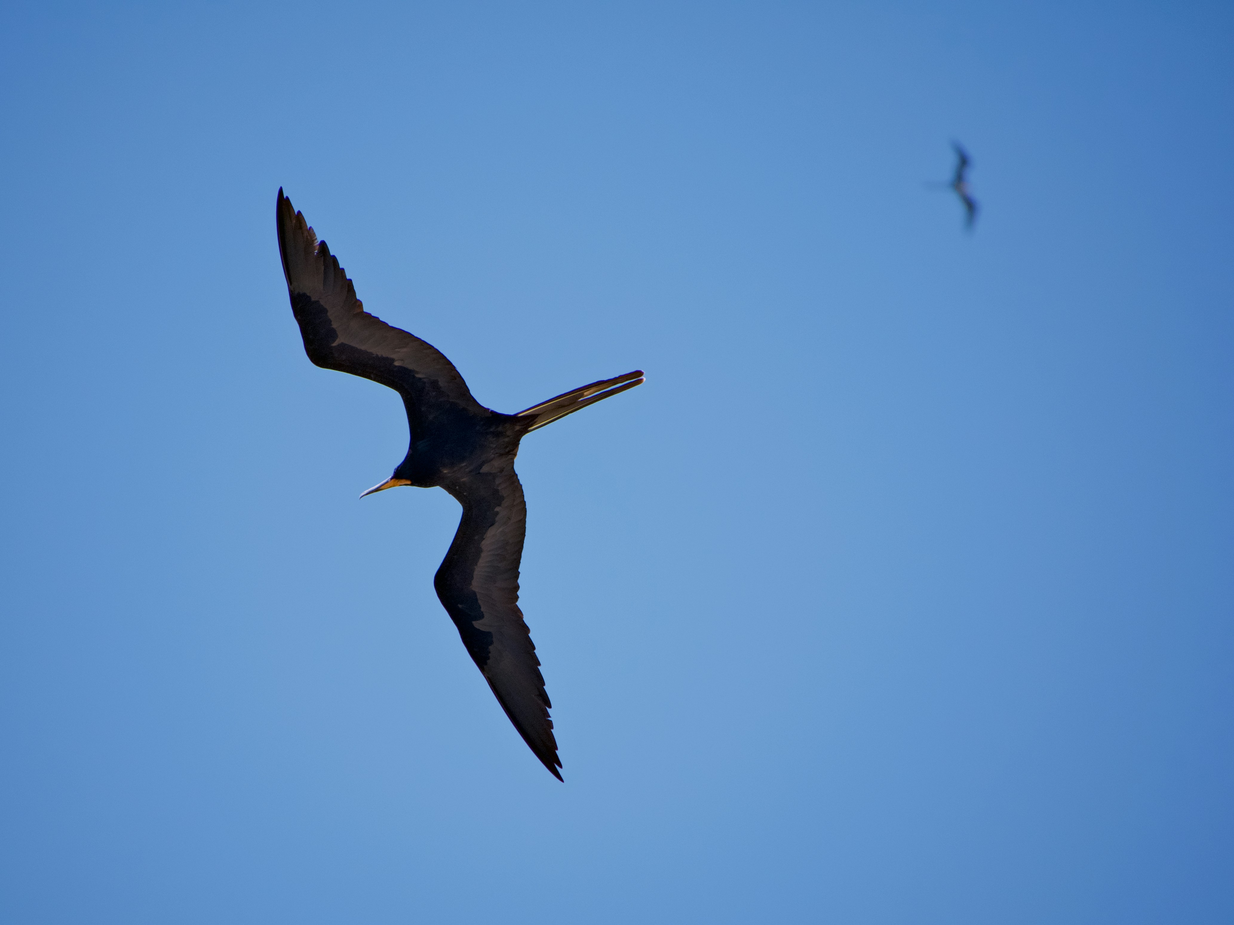 2 black birds flying photo photo – Free Copacabana Image on Unsplash