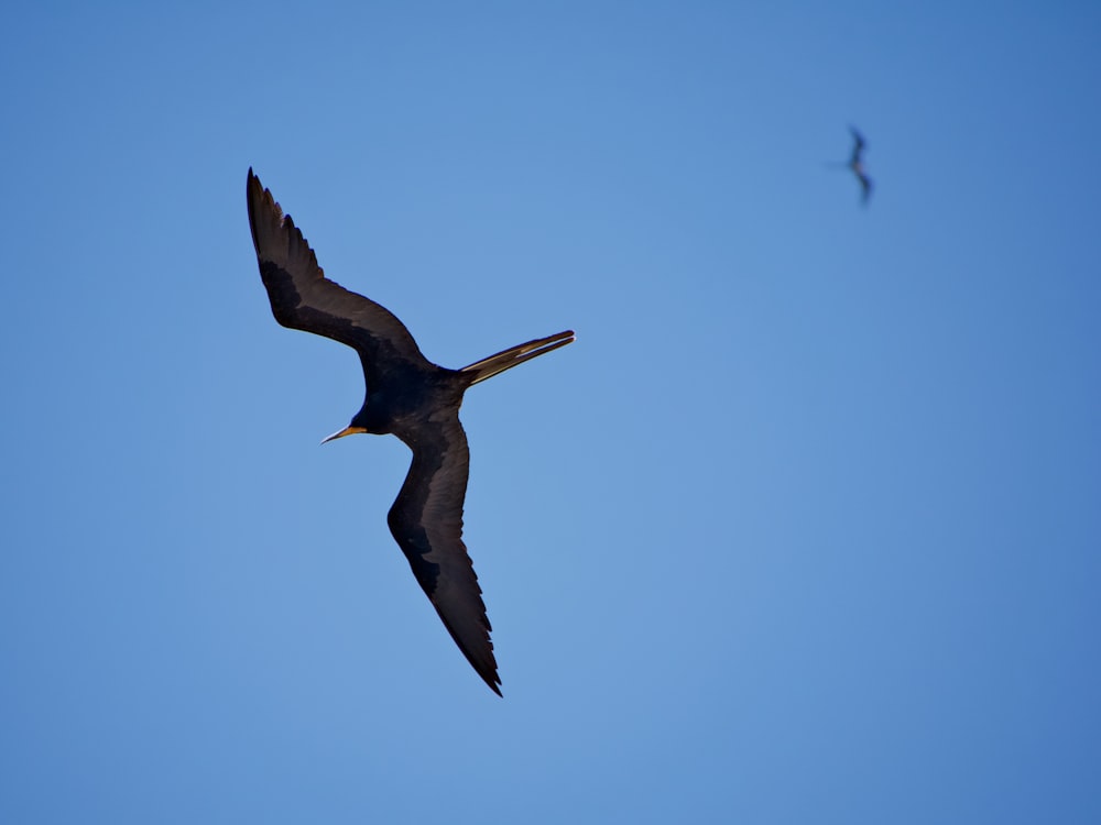 2 black birds flying photo