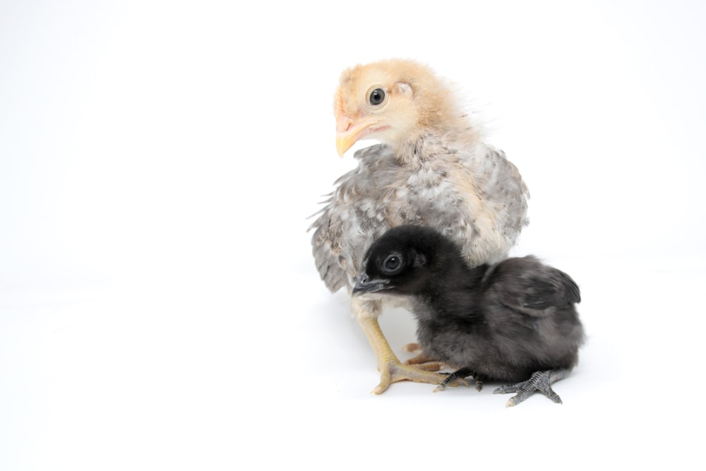 two white and black chicks