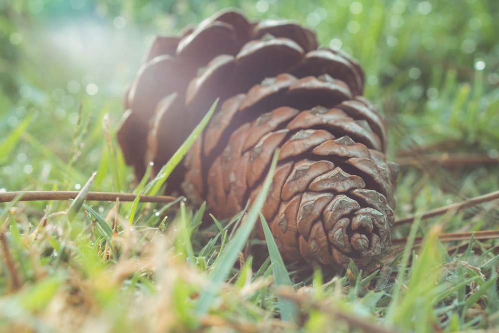 brown pine cone on grass