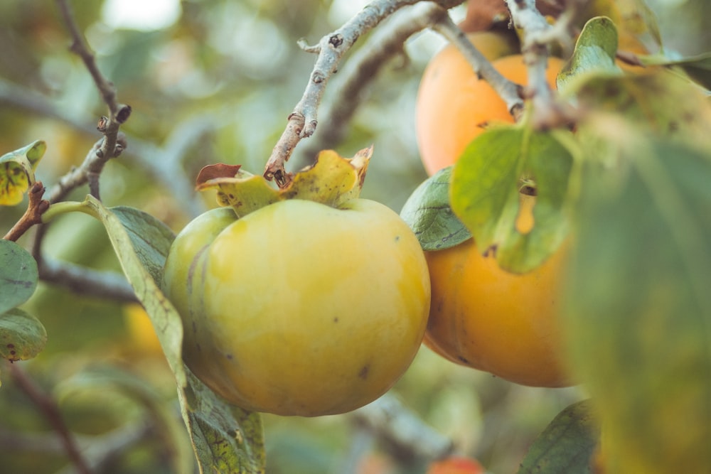 closeup photo of round fruits