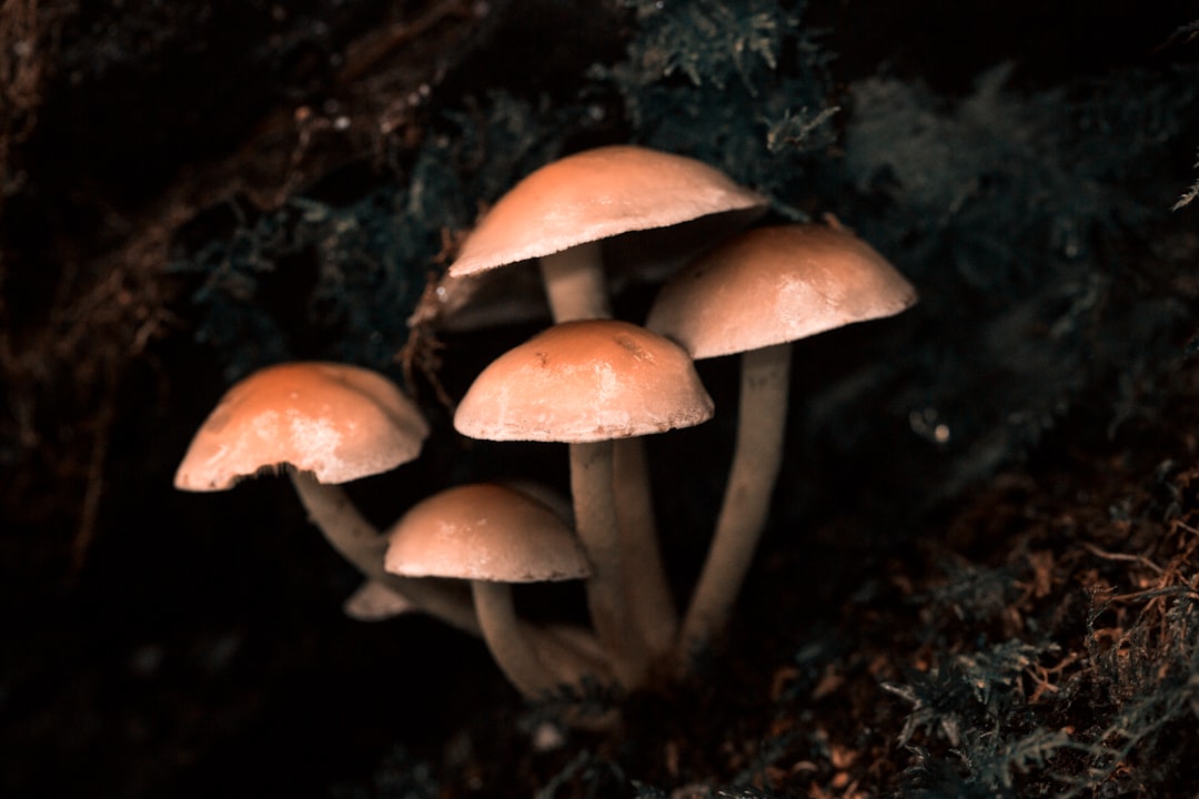 a clump of mushrooms in the forest in Autumn Fall