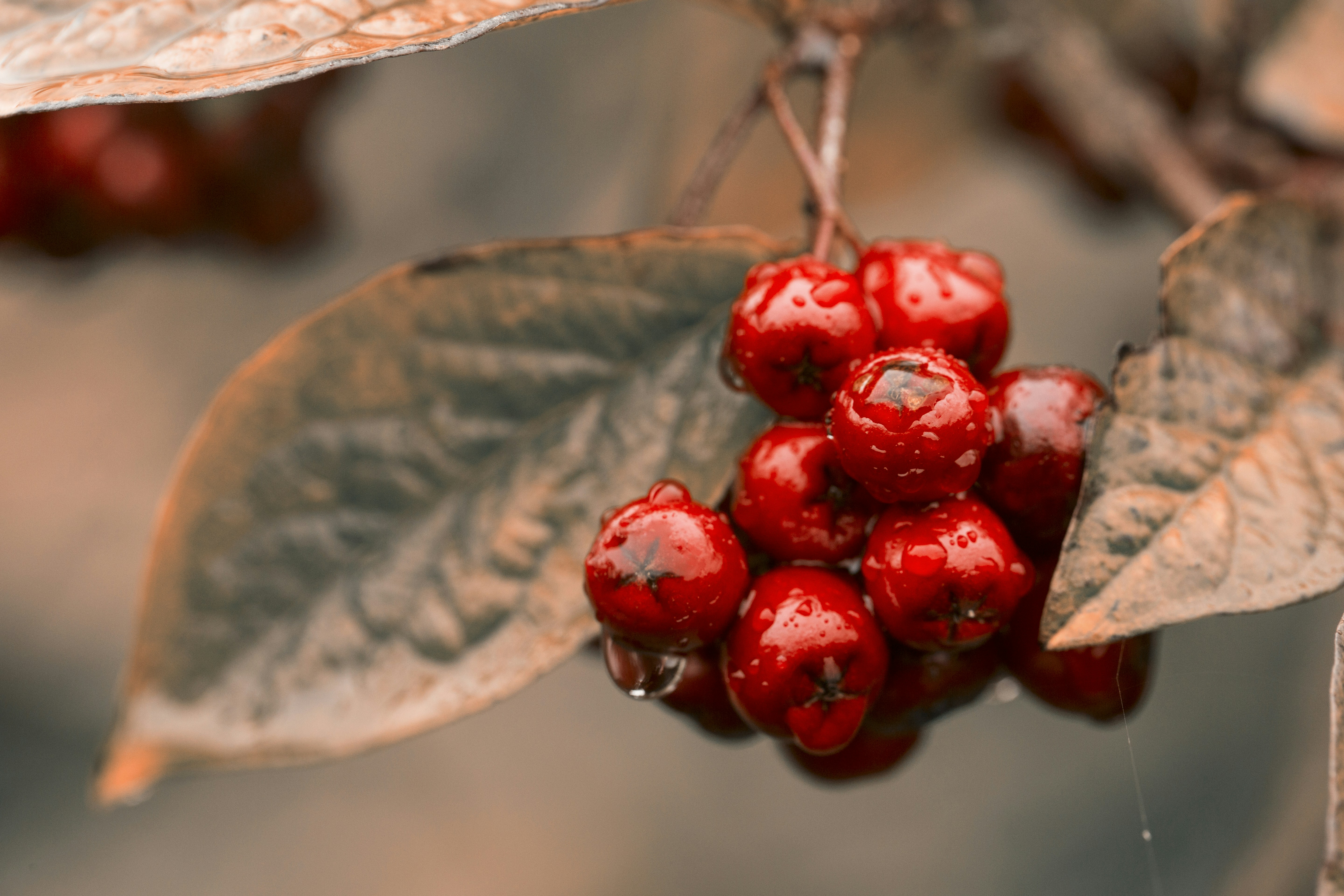 bundle of round red fruits