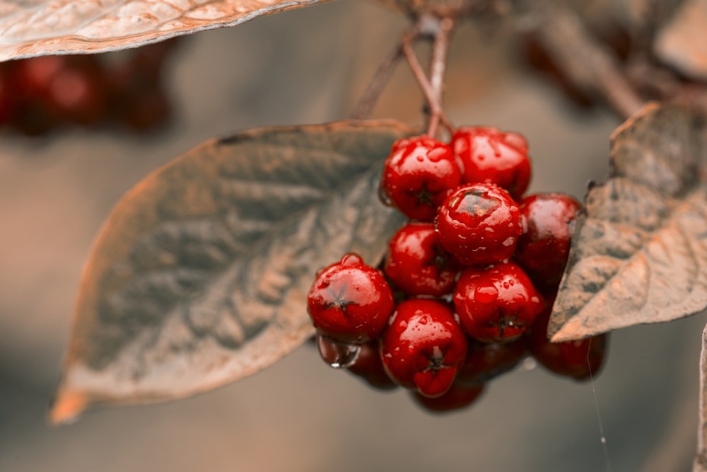 bundle of round red fruits