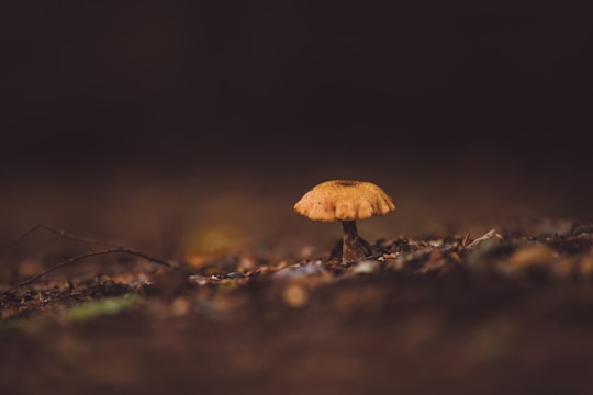 selective focus photo of mushroom in Zwolle Netherlands