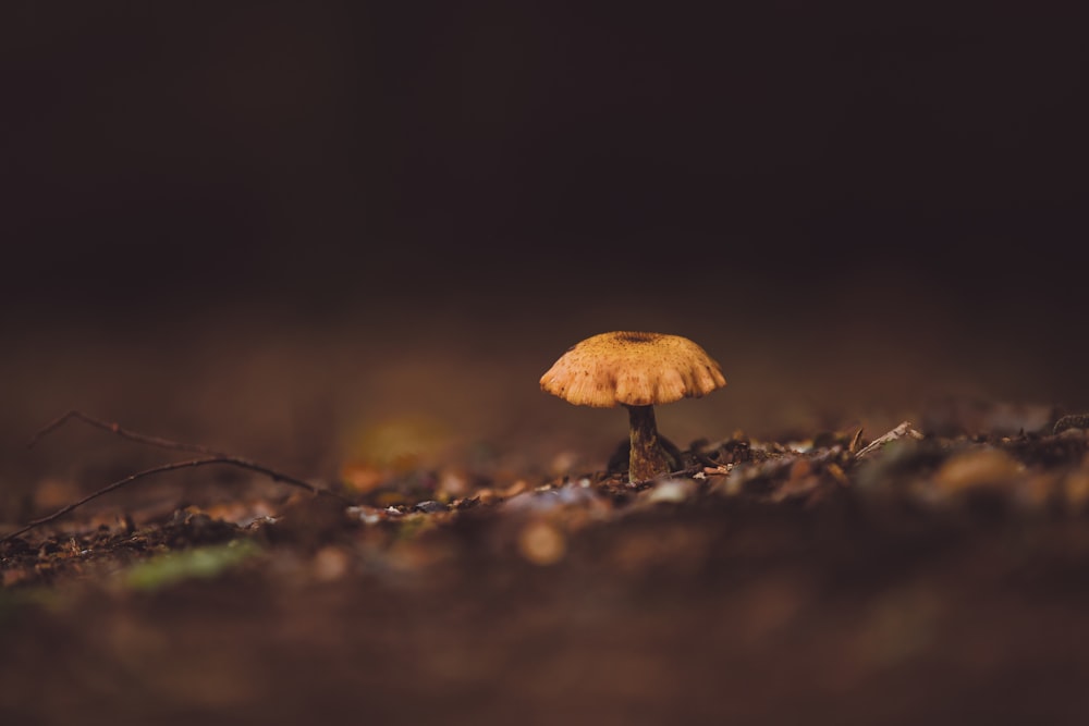 selective focus photo of mushroom