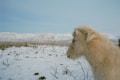 A fluffy horse stands in a snow-covered landscape with distant mountains under a light blue sky. Sparse vegetation is visible through the snow, contrasting with the creamy coat of the horse.