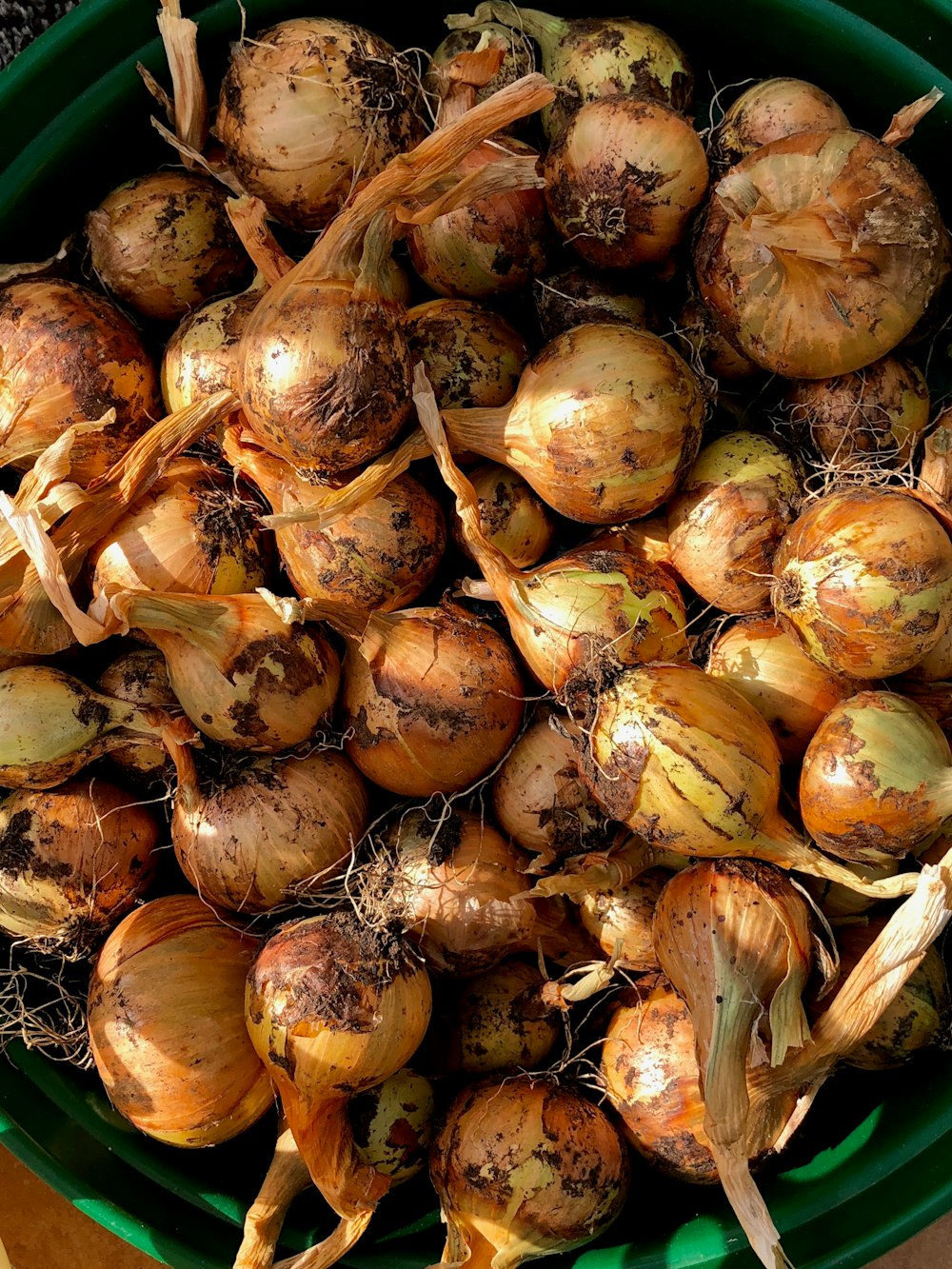 brown onions in green bucket