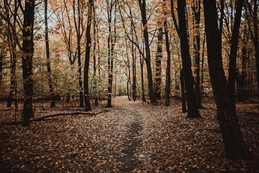 trees on forest at daytime