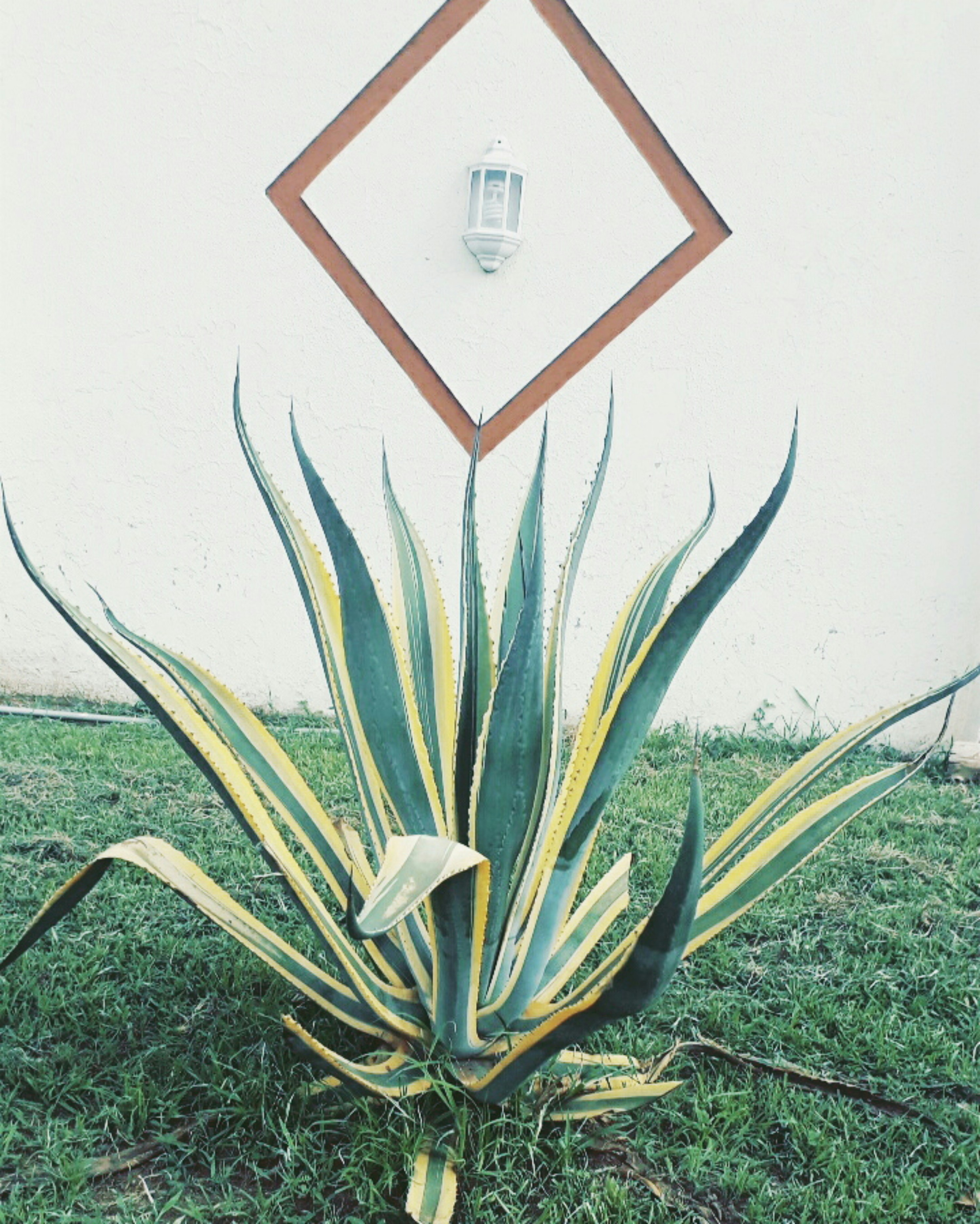 Metal Agave Sculpture