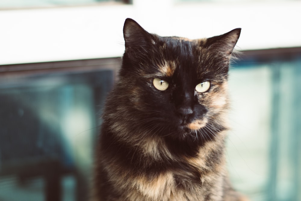 black and brown cat on brown wooden table