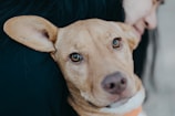 A close-up of a light brown dog with expressive eyes looking directly at the camera. The dog is partially embraced by a person whose face is slightly blurred in the background. The person's long black hair contrasts with the dog's fur.